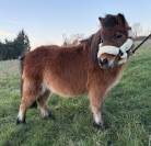 Ponette plein papier shetland 