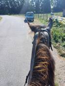 DP Jeune Cheval (4 ans) - Petite &eacute;curie calme &ndash; Riom (6