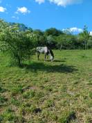 DP Jeune Cheval (4 ans) - Petite &eacute;curie calme &ndash; Riom (6