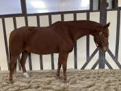 Hongre origines dressage