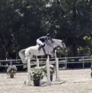 Caballo en venta- Silla Franc&eacute;s 
