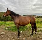 Jument id&eacute;ale pour le sport et le plaisir