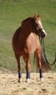 Magnifique poney de dressage 
