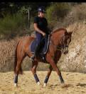 Magnifique poney de dressage 