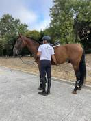 OSADO JF Caballo PRE 