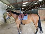 Cavalla Sella Francese In vendita 2013 Baio