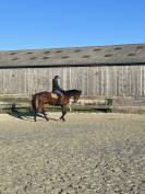 Jument pur sang 6 ans 