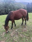 Pouliche Franches Montagnes 