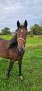 Magnifique jument de 3 ans 