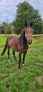 Magnifique jument de 3 ans 