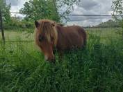 Lot shetland &eacute;talon et ponette 