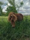 Lot shetland &eacute;talon et ponette 