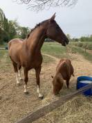 Lot shetland &eacute;talon et ponette 