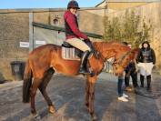 Jument AQPS 4ans 160cm - sport et loisir