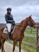 Jument AQPS 4ans 160cm - sport et loisir