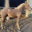 jeune cheval boulonnais