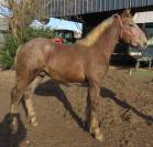 jeune cheval boulonnais