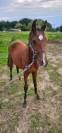 Poulain de 1 an 