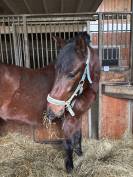 Jument PRE plein papier 