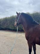 Jument PRE plein papier 