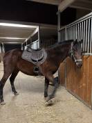 Jument PRE plein papier 