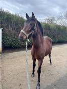 Jument PRE plein papier 