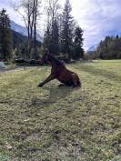 Trotteur fran&ccedil;ais de 5 ans 