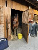 A VENDRE - Jument Oldenburger 13 ans