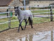 Hongre 144cm connemara prend 4ans