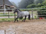 Hongre 144cm connemara prend 4ans