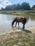 Cheval &agrave; donner contre bons soins
