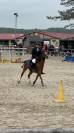 Vente d'un poney B de race welsh