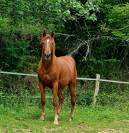 Jument PSAR 3/4 &eacute;gyptienne