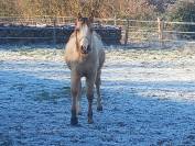 Pouliche OC isabelle