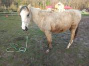 Pouliche OC isabelle