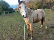 Pouliche OC isabelle