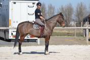 CHEVAL DE CSO 15 ANS