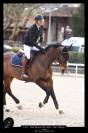 CHEVAL DE CSO 15 ANS
