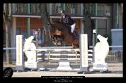 CHEVAL DE CSO 15 ANS