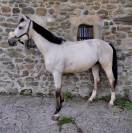 Hongre Isabelle 6 ans