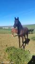 Filly sBs Belgian Warmblood For sale 2024 Black