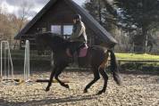 Cheval pur race espagnol ANCCE , 10 ans , 1m67