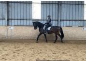Cheval pur race espagnol ANCCE , 10 ans , 1m67