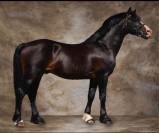 pouliche 2025 Welsh PP