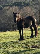 Jument frisonne STER 11 ans