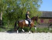 Fattrice Lusitano In vendita 2013 Baio ,  QUIETTO GUIMERAIE