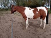 Hongre paint horse de 12 ans