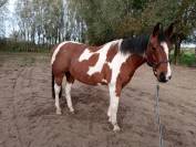 Hongre paint horse de 12 ans