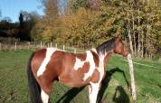 Hongre paint horse de 12 ans