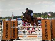 Hongre de 7 ans &agrave; vendre 